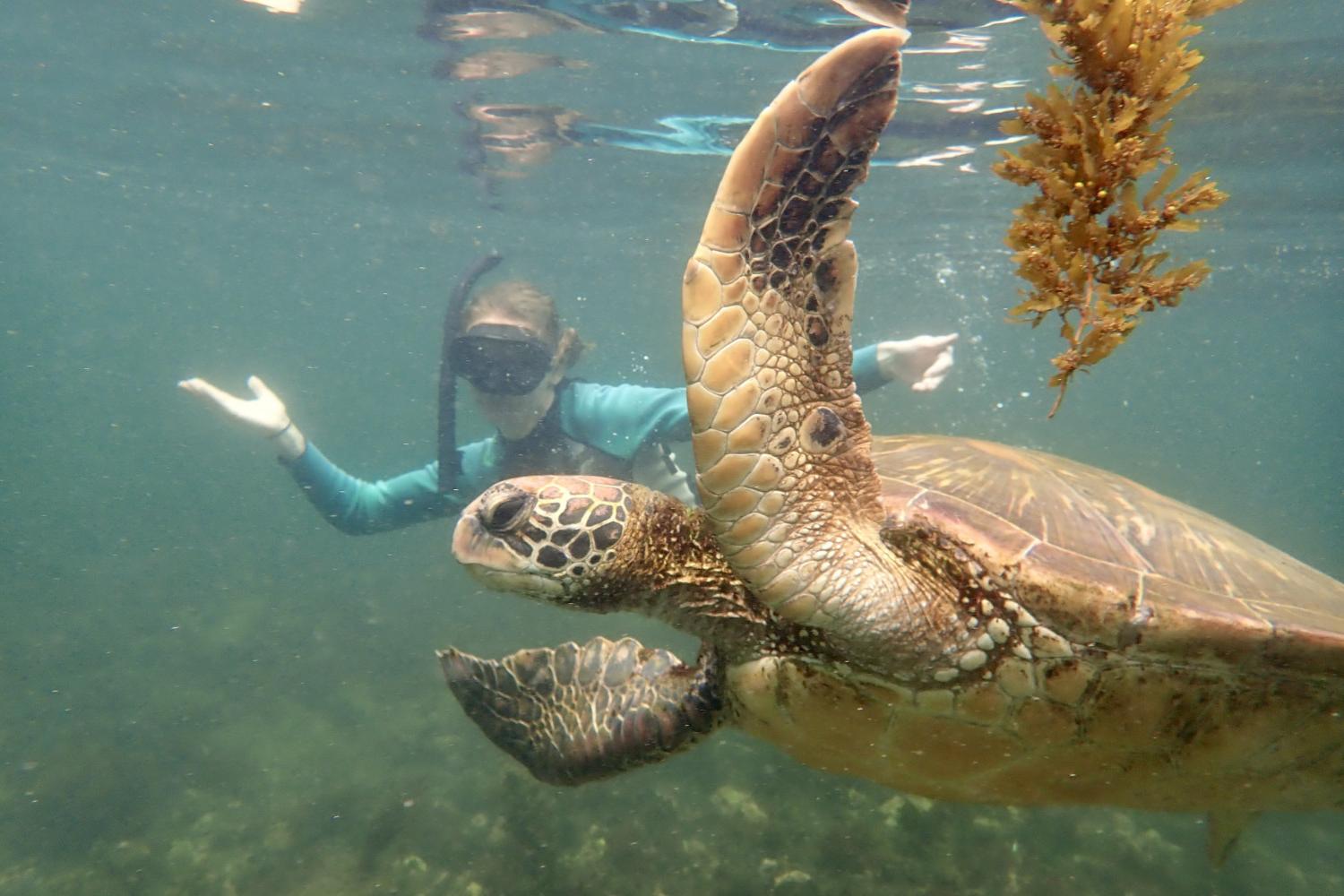 一名<a href='http://e.vomlauterbach.com'>bv伟德ios下载</a>学生在Galápagos群岛游学途中与一只巨龟游泳.